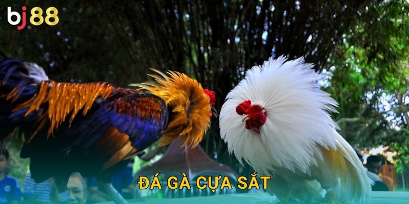Đá Gà Cựa Sắt Bj88 sh – Sức Mạnh Thép