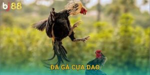 Đá Gà Cựa Dao Bj88 sh – Sắc Bén Chí Mạng