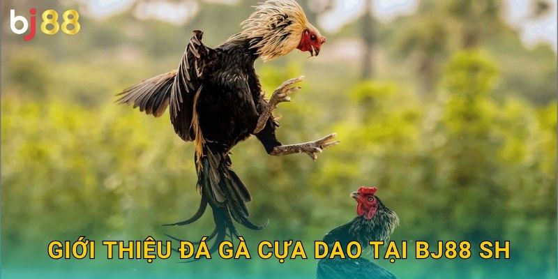 Đá Gà Cựa Dao Bj88 sh - Sắc Bén Chí Mạng 2 Giới thiệu đá gà cựa dao tại Bj88 sh