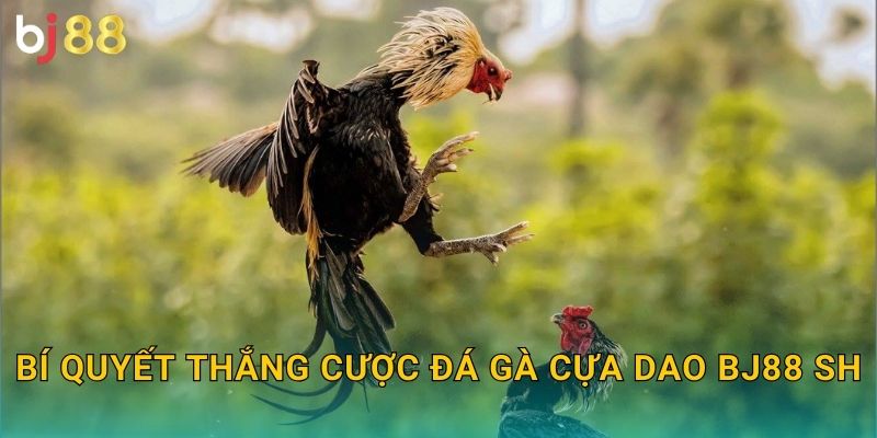 Đá Gà Cựa Dao Bj88 sh - Sắc Bén Chí Mạng 3 Bí quyết thắng cược đá gà cựa dao bj88 sh