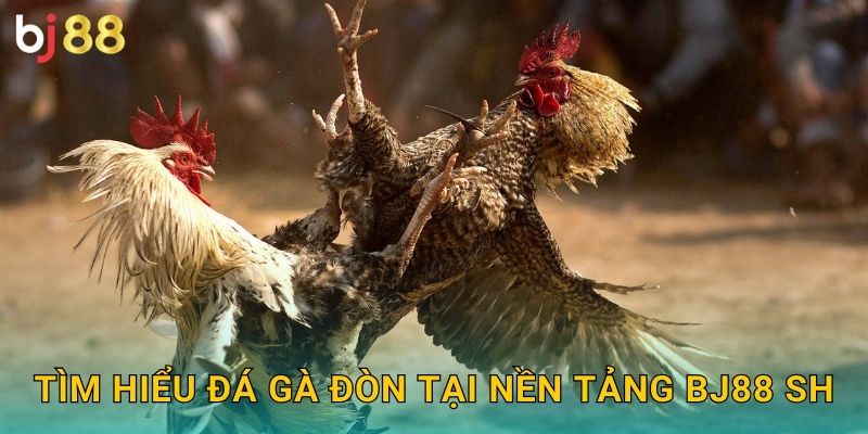 Tìm hiểu đá gà đòn tại nền tảng Bj88 sh