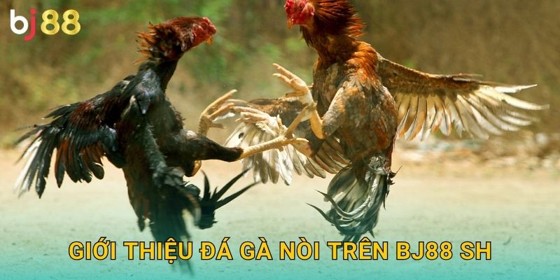Giới thiệu đá gà nòi trên Bj88 sh