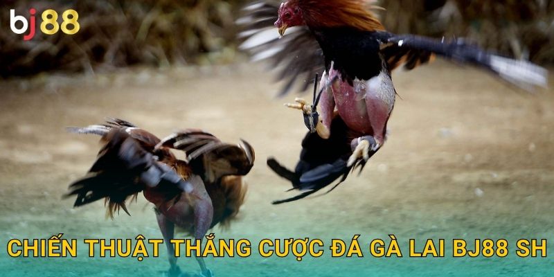 Chiến thuật thắng cược đá gà lai bj88 sh