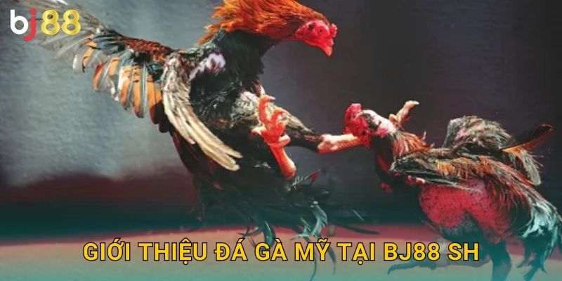 Giới thiệu đá gà Mỹ tại Bj88 sh