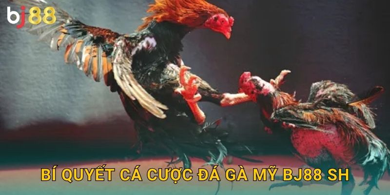 Bí quyết cá cược đá gà Mỹ bj88 sh
