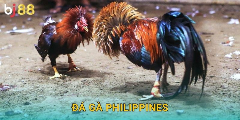 Đá Gà Philippines Bj88 sh - Phong Cách Đảo Quốc 13 Đá Gà Philippines Bj88 sh – Phong Cách Đảo Quốc