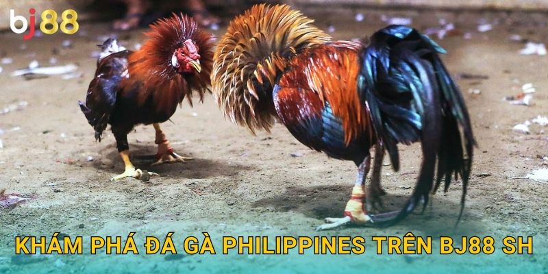 Khám phá đá gà Philippines trên Bj88 sh