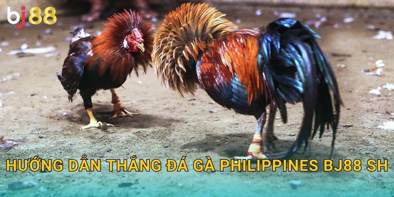 Hướng dẫn thắng đá gà Philippines bj88 sh