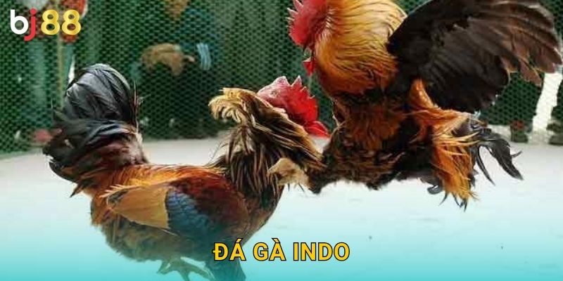 Đá Gà Indo Bj88 sh - Phong Cách Indonesia 16 Đá Gà Indo Bj88 sh – Phong Cách Indonesia