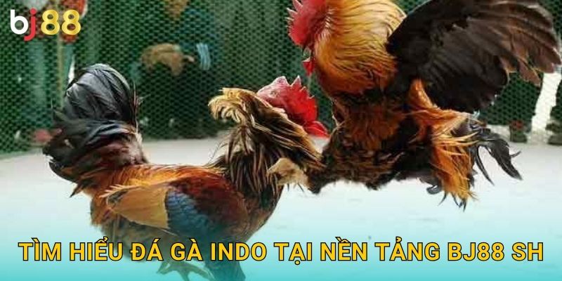Đá Gà Indo Bj88 sh - Phong Cách Indonesia 2 Tìm hiểu đá gà Indo tại nền tảng BJ88 sh