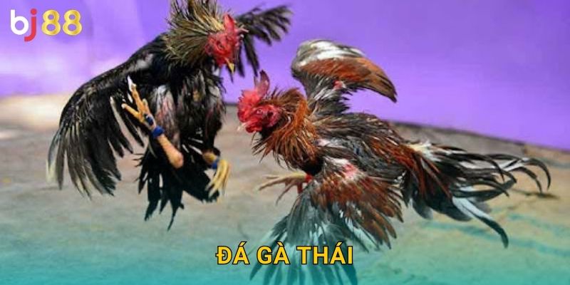 Đá Gà Thái Bj88 sh - Giống Gà Xứ Chùa Vàng 4 Đá Gà Thái Bj88 sh – Giống Gà Xứ Chùa Vàng