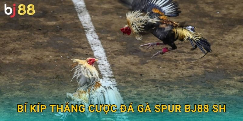 Bí kíp thắng cược đá gà Spur bj88 sh