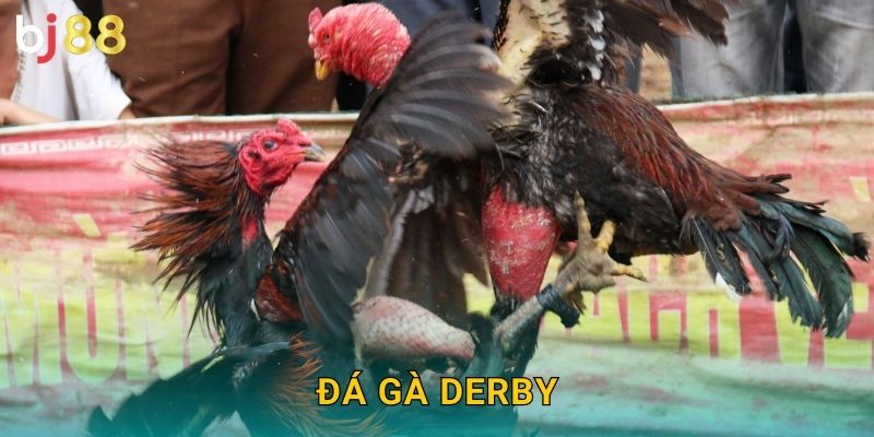 Đá Gà Derby Bj88 sh - Giải Đấu Lớn Nhất 22 Đá Gà Derby Bj88 sh – Giải Đấu Lớn Nhất