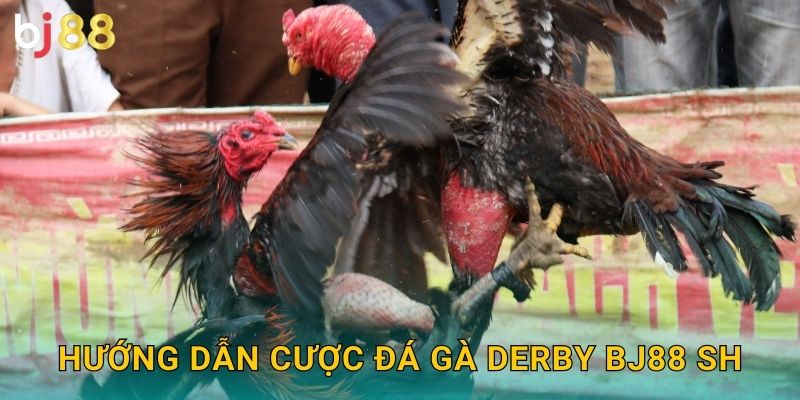 Hướng dẫn cược đá gà Derby bj88 sh