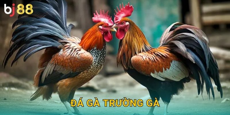 Đá Gà Trường Gà Bj88 sh - Sân Chơi Chuyên Nghiệp 25 Đá Gà Trường Gà Bj88 sh – Sân Chơi Chuyên Nghiệp