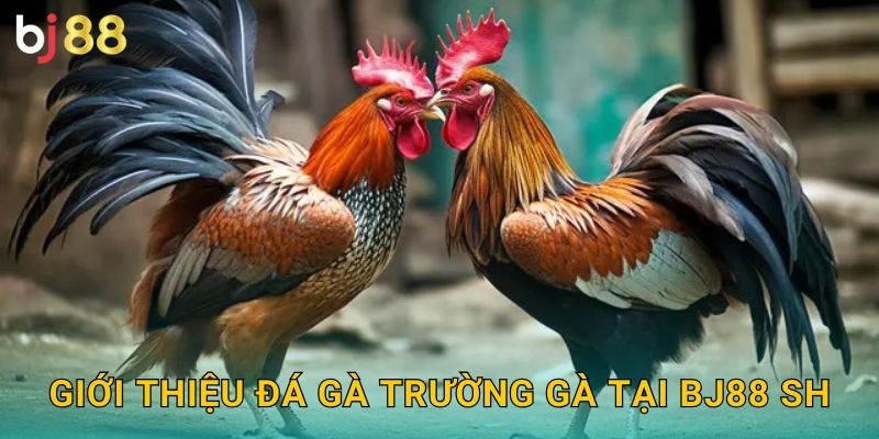 Giới thiệu đá gà trường gà tại Bj88 sh