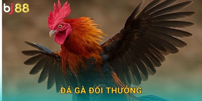 Đá Gà Đổi Thưởng Bj88 sh – Ăn Tiền Thật