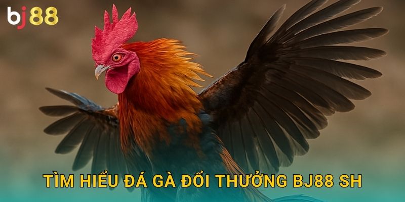 Đá Gà Đổi Thưởng Bj88 sh - Ăn Tiền Thật 2 Tìm hiểu đá gà đổi thưởng bj88 sh