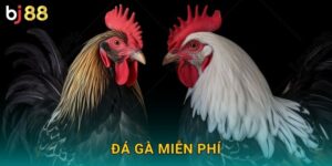 Đá Gà Miễn Phí Bj88 sh – Xem Không Mất Tiền
