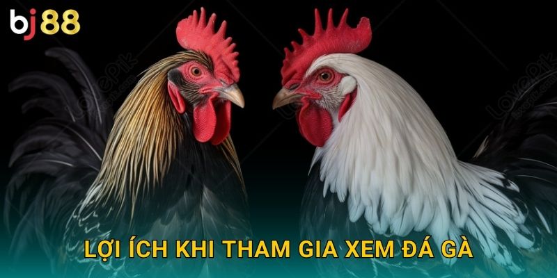 Lợi ích khi tham gia xem đá gà