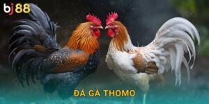 Đá Gà Thomo Bj88 sh – Truyền Thống Việt Nam
