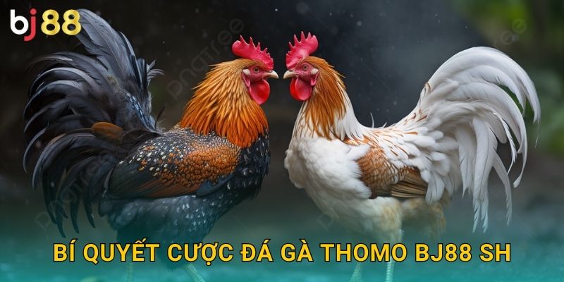Bí quyết cược đá gà Thomo bj88 sh